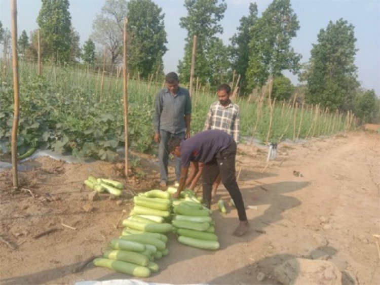 सब्जियों की हरियाली से संवरा भविष्य