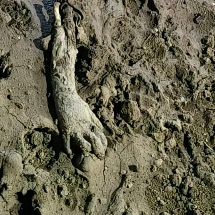 ईंट भट्ठे की मिट्टी में दबा मिला 9 वर्षीय बालक:20 दिन से लापता था मासूम; ट्रैक्टर-ट्रॉली से गिरा था, शव क्षत-विक्षत हालत में मिला