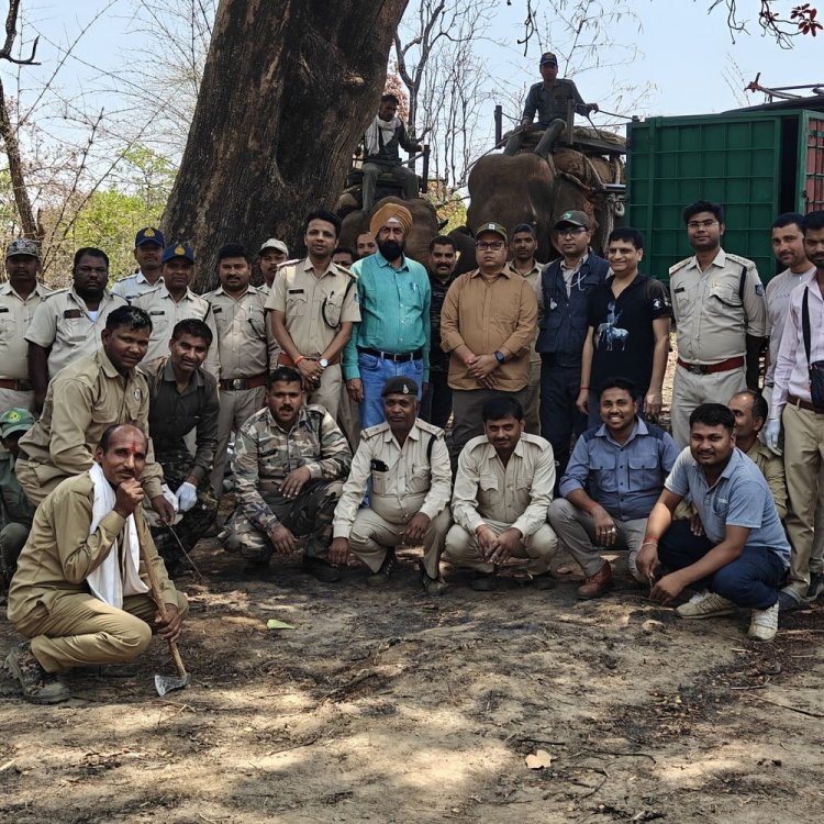 बांधवगढ़ में बाघिन का रेस्क्यू; शरीर पर चोट के निशान:3 हाथियों और 50 कर्मचारियों की टीम ने पकड़ा, बहेरहा इंक्लोजर में होगा इलाज