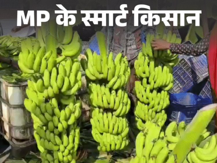 बड़वानी के केले की मांग इराक-ईरान तक:इंजीनियर कर रहा आधुनिक खेती, सालाना 16 लाख रुपए का प्रॉफिट