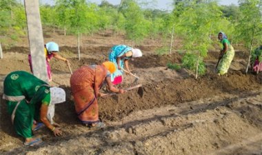 सुपर फुड मुनगा से कोकड़ी की महिलाओं को रही लाखों की कमाई