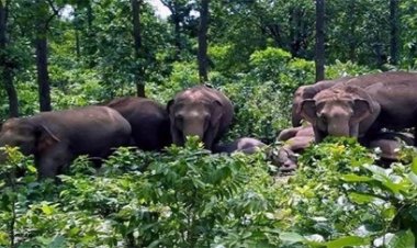 हाथी के हमले से महिला की मौत, एक ग्रामीण गंभीर रूप से घायल