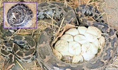 12 फीट लंबा अजगर 25 अंडों के साथ नजर आया, देखकर लोगों के उड़े होश