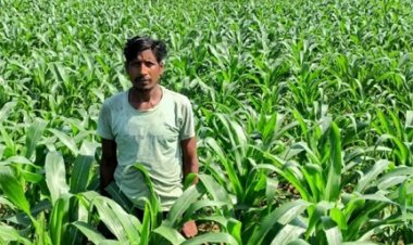 धान के बदले मक्का की खेती से किसान ने कमाया दुगुना मुनाफा