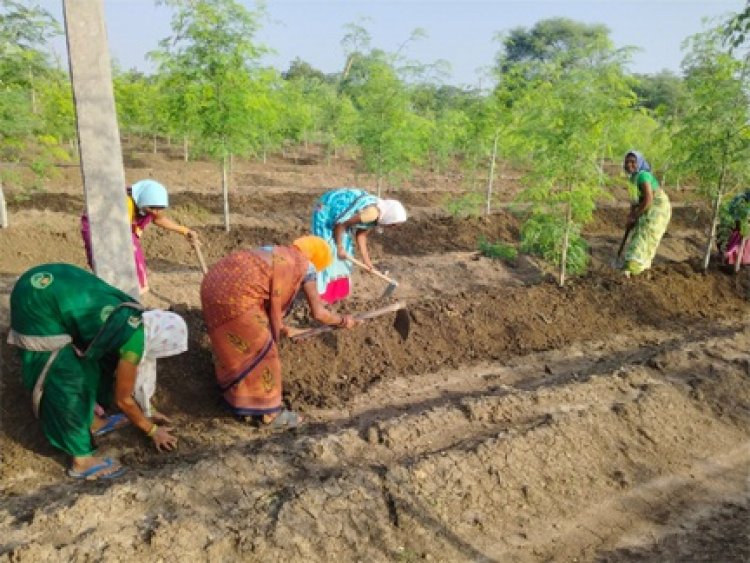 सुपर फुड मुनगा से कोकड़ी की महिलाओं को रही लाखों की कमाई