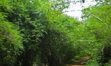 वनाधिकार क्रियान्वयन में छत्तीसगढ़ की अग्रणी भूमिका—वन विभाग की सशक्त प्रतिबद्धता का प्रमाण