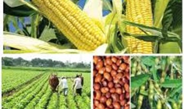 दलहन, तिलहन, मक्का, कोदो, कुटकी, रागी एवं कपास की फसल लेने वालों को भी मिलेगा कृषक उन्नति योजना का लाभ