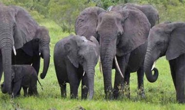 बुजुर्ग को हाथी ने कुचला