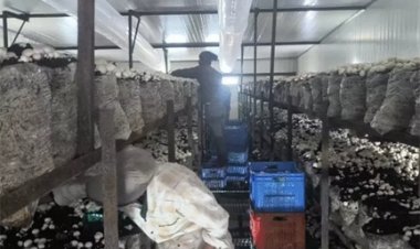 अलग राज्यों से लाये मजदूरों पर ब्लेड से हमला