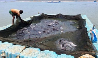 छत्तीसगढ़ में फिशरीज के नये युग की शुरूआत