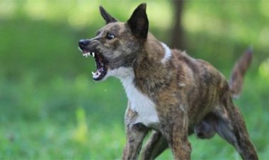 बरसात में बढ़े डॉग बाइट के मामले, 48 घंटे में 40 लोग बने शिकार