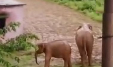 खूंखार हथिनी ने एक और ग्रामीण को कुचलकर मार डाला, पहले भी ले चुकी 3 जान