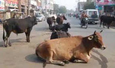 सड़कों में पशुओं को खुला छोड़ने पर पशु मालिकों को होगी सजा और जुर्माना