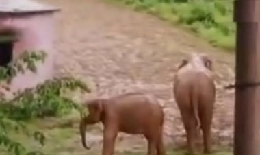 हथिनी ने अब तक ले ली 5 लोगों की जान