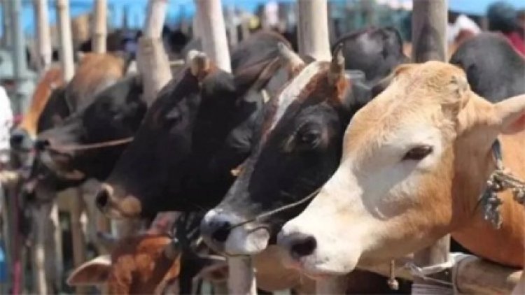 छत्तीसगढ़ में शुरू हुई दुधारू पशु प्रदाय योजना