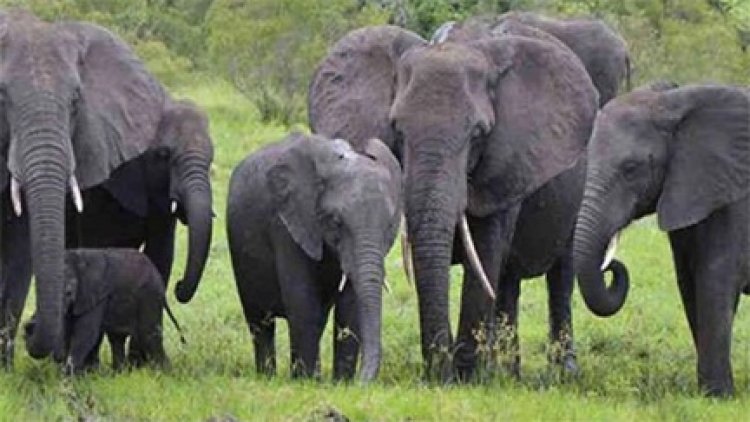 बुजुर्ग को हाथी ने कुचला