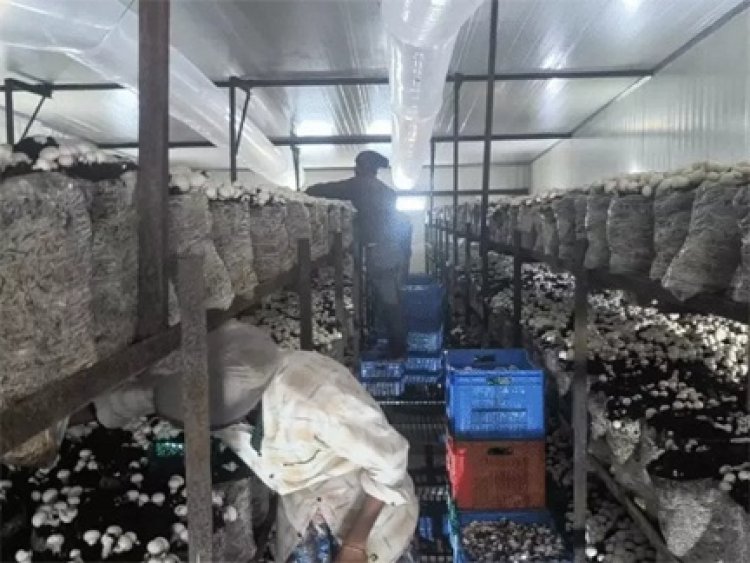 अलग राज्यों से लाये मजदूरों पर ब्लेड से हमला