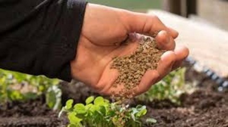 डीएपी बना किसानों की नई ताकत – उत्पादन बढ़ाने के साथ लागत में भी कटौती