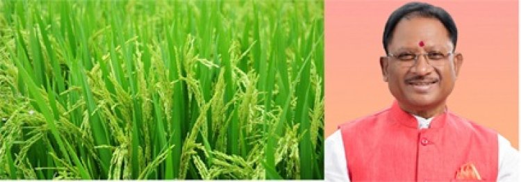 धान खरीदी का अनुमान 70 से बढ़ाकर 78 लाख मीट्रिक टन: केंद्र सरकार का बड़ा निर्णय, प्रदेश के किसानों को मिलेगा लाभ