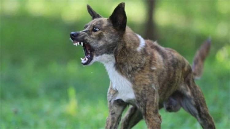 बरसात में बढ़े डॉग बाइट के मामले, 48 घंटे में 40 लोग बने शिकार