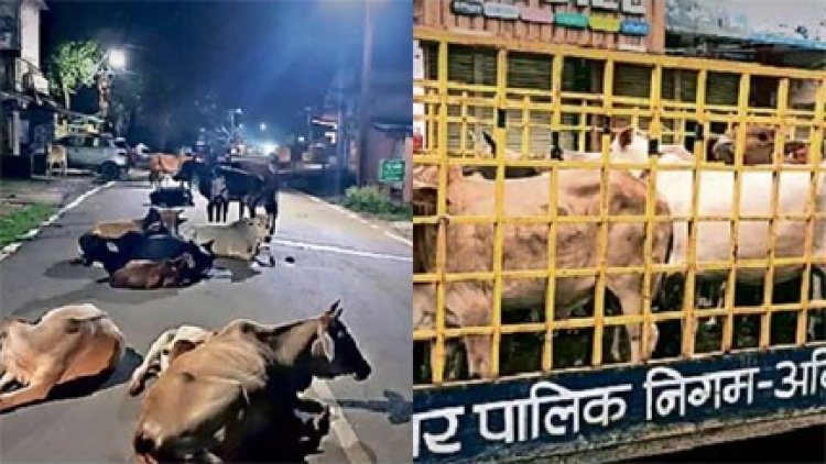 सड़कों पर घूम रहे जानवरों के खिलाफ नगर निगम की बड़ी कार्रवाई