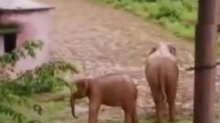 खूंखार हथिनी ने एक और ग्रामीण को कुचलकर मार डाला, पहले भी ले चुकी 3 जान