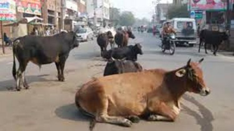 सड़कों में पशुओं को खुला छोड़ने पर पशु मालिकों को होगी सजा और जुर्माना