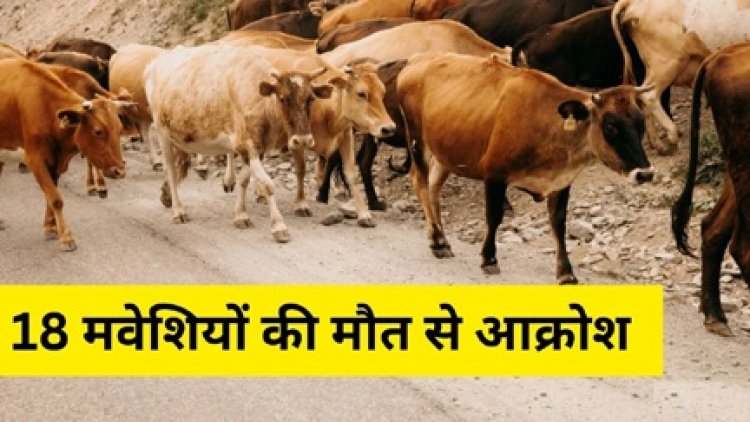 रायपुर में 18 मवेशियों की मौत, ग्रामीणों में आक्रोश