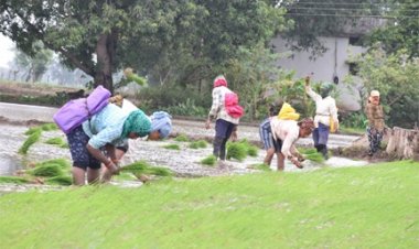 पी.एम फसल बीमा योजना: किसानों की फसलों के लिए सुरक्षा कवच