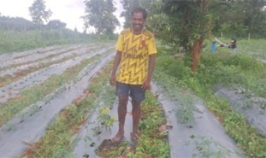 आधुनिक बागवानी व सब्जी उत्पादन से बदल रही है आदिवासी किसानों की तकदीर