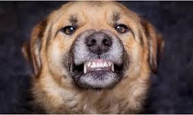 रायपुर में लगातार बढ़ रहे डॉग बाइट के मामले