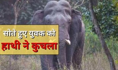 सोते हुए युवक पर हाथी ने किया हमला