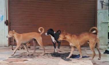 डॉग बाइट पीड़ितों की हालत गंभीर; रेबीज के डर से खुदकुशी