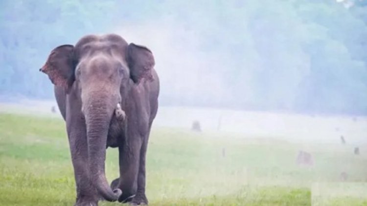 जंगल में मिला हाथी का शव