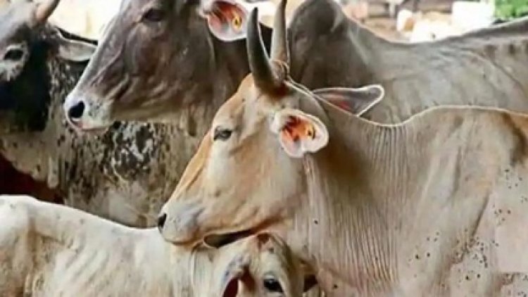 अज्ञात वाहन ने 22 मवेशियों को कुचला, 18 की मौत