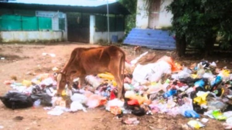 निगम की गोशाला में गाय की मौत