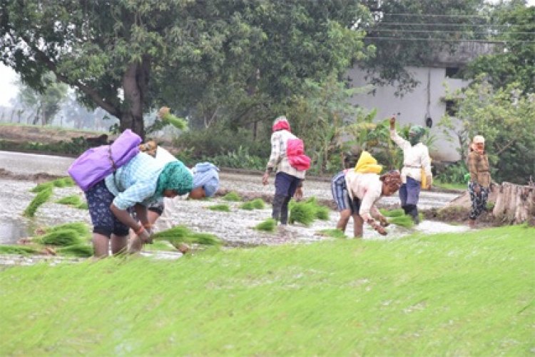 पी.एम फसल बीमा योजना: किसानों की फसलों के लिए सुरक्षा कवच