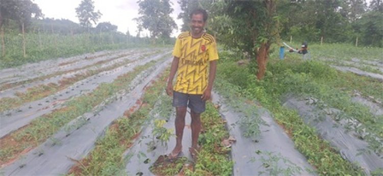 आधुनिक बागवानी व सब्जी उत्पादन से बदल रही है आदिवासी किसानों की तकदीर