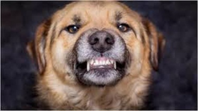 रायपुर में लगातार बढ़ रहे डॉग बाइट के मामले