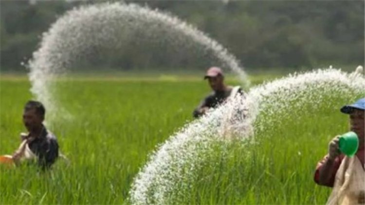 छत्तीसगढ़ को मिलेगा 50-50 हजार टन अतिरिक्त DAP और यूरिया, किसानों को राहत