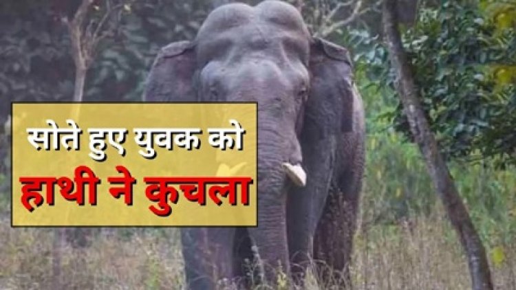 सोते हुए युवक पर हाथी ने किया हमला