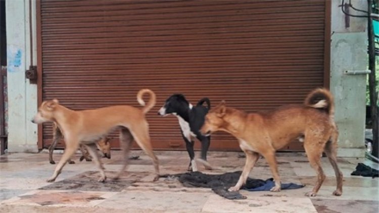 डॉग बाइट पीड़ितों की हालत गंभीर; रेबीज के डर से खुदकुशी