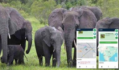 छत्तीसगढ़ में अब Mobile App बचाएगा हाथियों से लोगों की जान