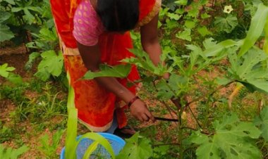 किचन गार्डन की अनोखी पहल : बेलडेगी स्कूल के बच्चे अपनी उगाई सब्जियां खा रहे हैं मिड-डे मील में