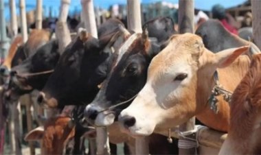 5 दिनों में दो दर्जन गोवंशों की मौत