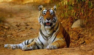 छत्तीसगढ़ में 3 साल में दोगुनी हुई बाघों की संख्या