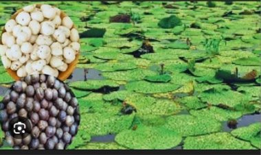 धान के कटोरे से सुपर फूड की ओर : मखाना की खेती बनी महिलाओं के लिए समृद्धि की आधार