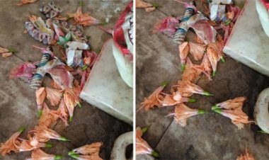 मंदिर में भगवान गणेश की प्रतिमा तोड़ी और हनुमान जी के नैन चुराए, जनता में भारी आक्रोश