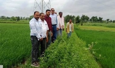 विक्रम टीसीआर : कम अवधि और कम पानी में ज्यादा उपज देने वाली धान की किस्म