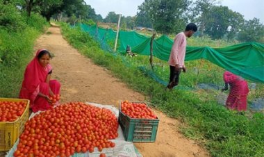 टमाटर की लालिमा ने सँवारा जीवन : 50 हजार के ऋण से शुरू हुआ सफर